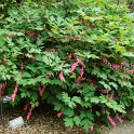 Dicentra spectabilis
